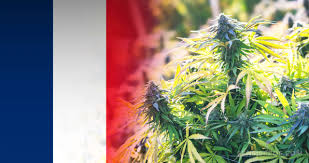 where to buy weed in Paris